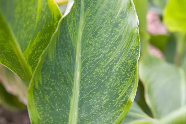 Canna virus with affected foliage