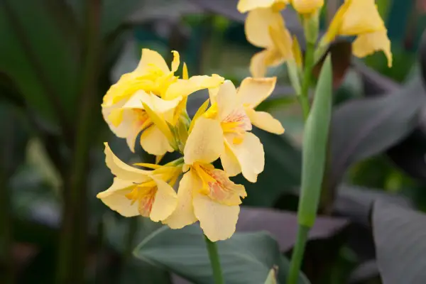 Pink-flecked, yellow flowers of canna 