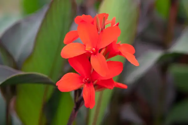 Orange-red flowers of canna 
