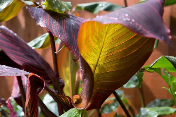 How to grow canna lilies