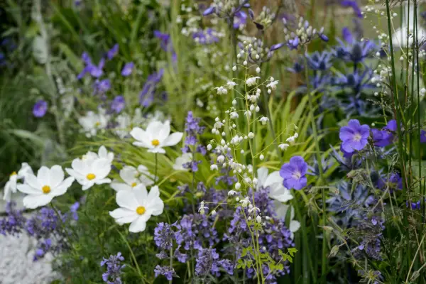 Catmint growing with cosmos and other hebaceous perennials
