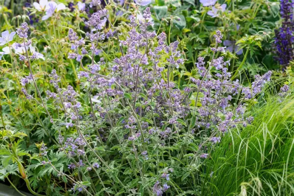 How to grow catmint - Nepeta cataria