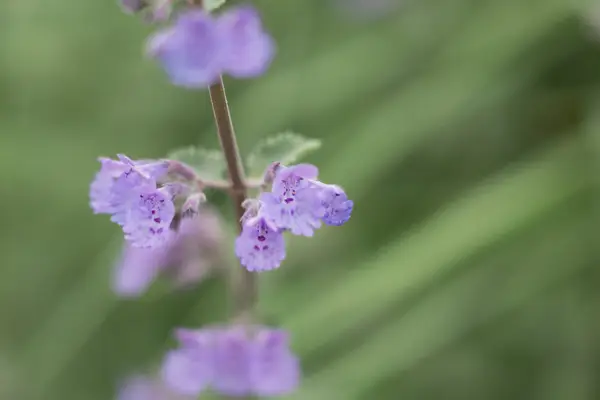 How to grow catmint