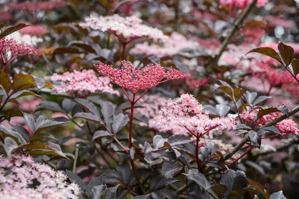 How to grow elder - where to grow elder