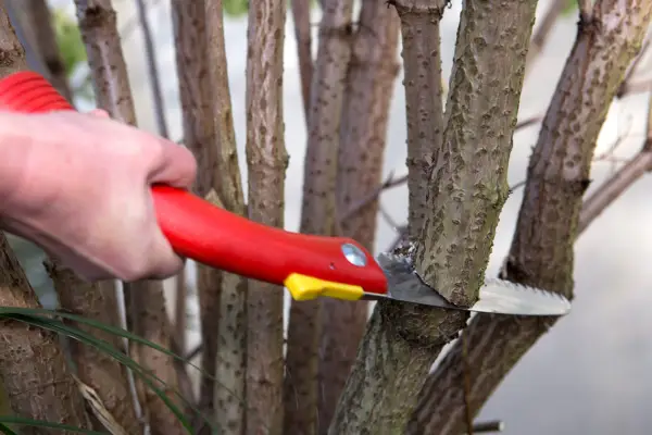 How to grow elder - pruning elder stems