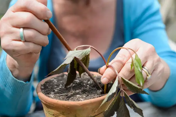 How to grow elder - taking semi-ripe cuttings