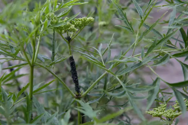How to grow elder - great elder varieties to grow