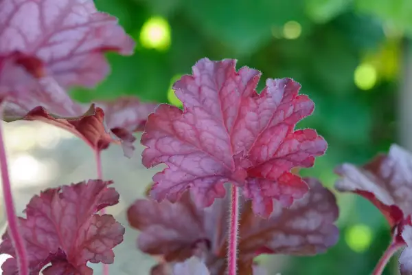 Heuchera Berry Smoothie