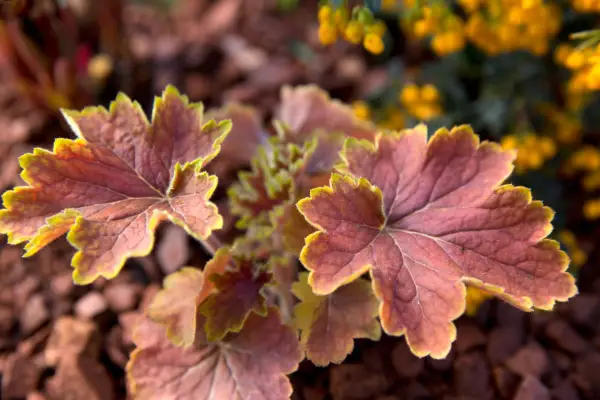 Heuchera Delta Dawn