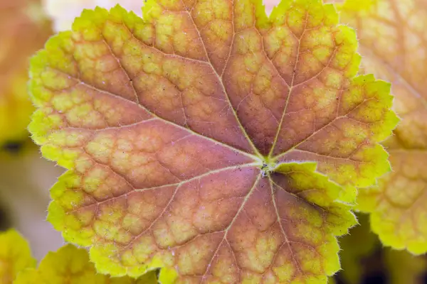 Heuchera 