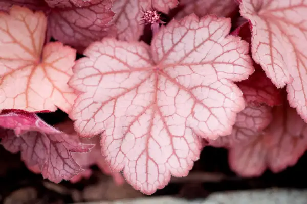 Heuchera 