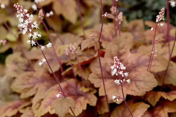 Heucherella Brass Lantern