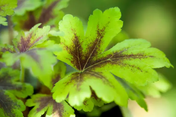 Heucherella Golden Zebra