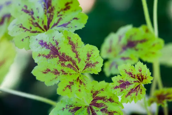 Heucherella Solar Power