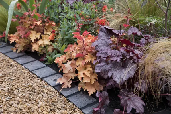 Heucheras growing in a mixed border next to a path
