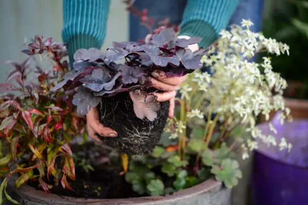 Planting a heuchera in a pot