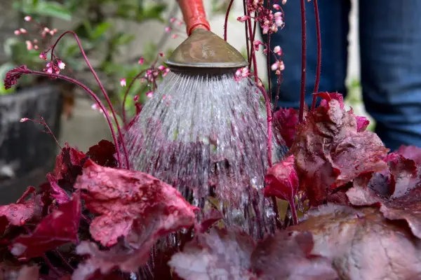 Watering heucheras