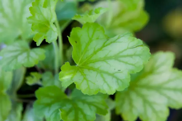 Heuchera Mint Julep