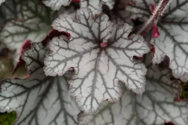 12 heucheras and heucherellas to grow