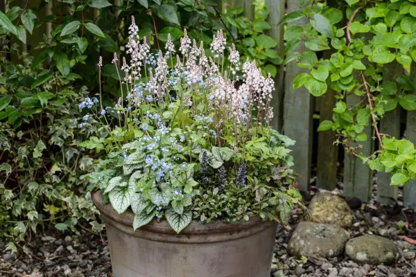 How to grow heucheras - heuchera and brunnera pot display