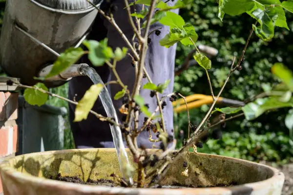 Watering a mulberry tree in a pot