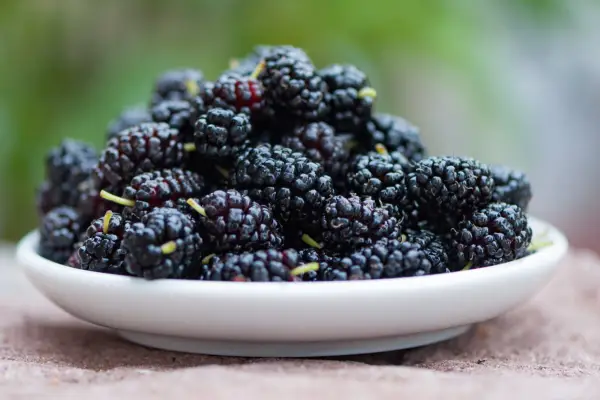 Mulberry fruit in a bowl. Getty Images