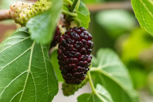 Mulberry growing on a tree. Getty Images