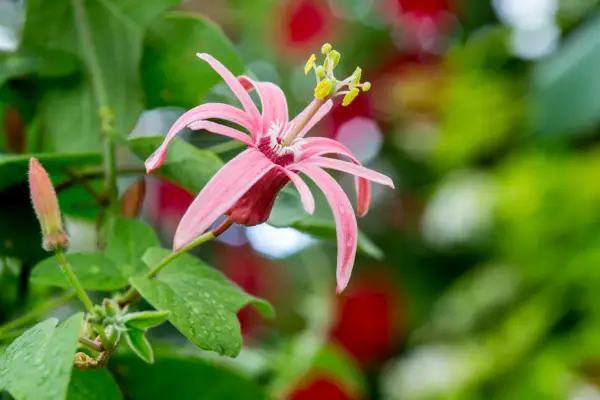 how to grow passion flowers - Passiflora sanguinolenta 