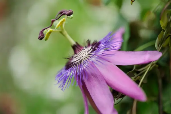 Passiflora 