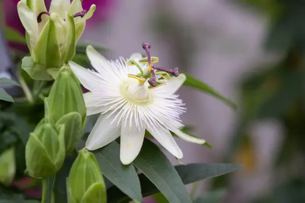 how to grow passion flowers - Passiflora 