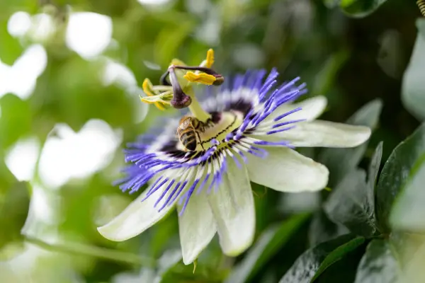 How to grow passion flowers