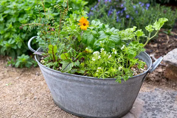 Sweet woodruff growing in a pot with other herbs