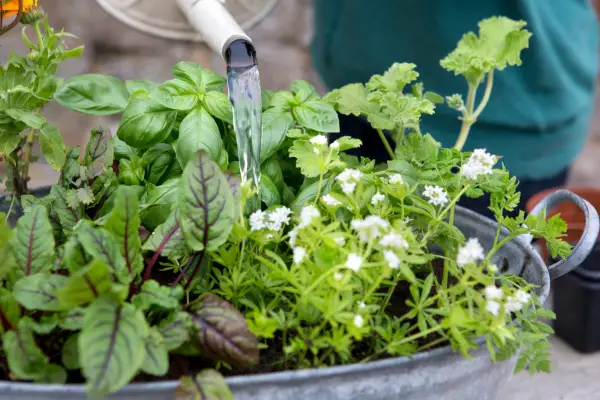 Watering sweet woodruff