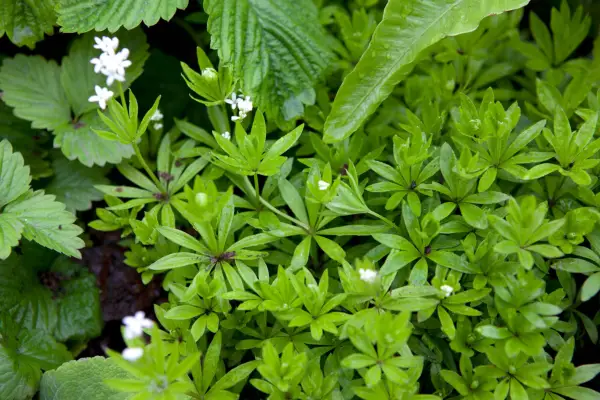Sweet woodruff growing in a border