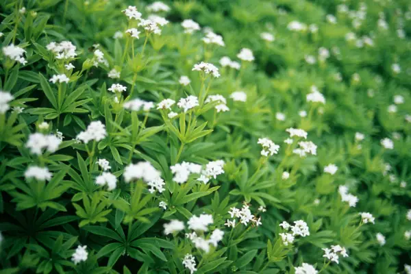 Sweet woodruff at Worfield Plants