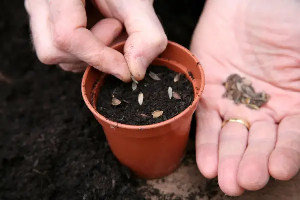 Sowing zinnia seeds