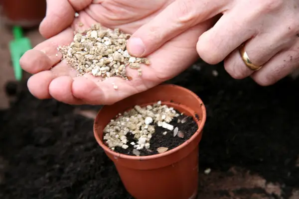 Covering the seeds with vermiculite