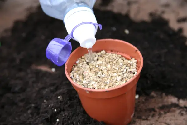 Watering the container