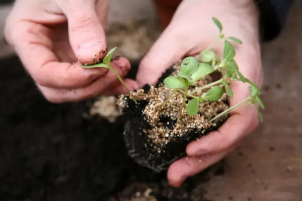 Pricking out zinnia seedlings