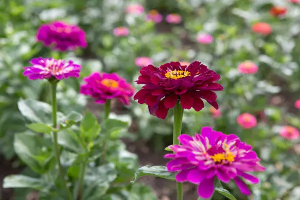How to sow zinnia seeds indoors