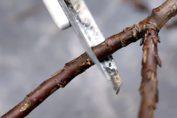 Removing a pencil-thick stem