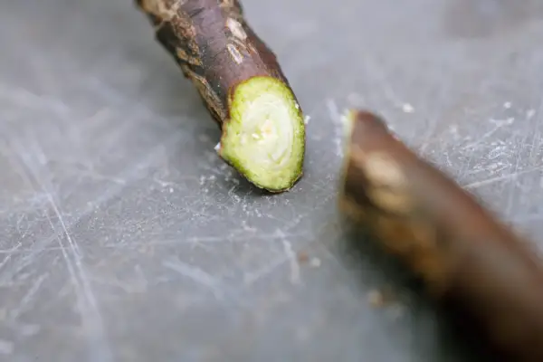 Removing the shoot tip