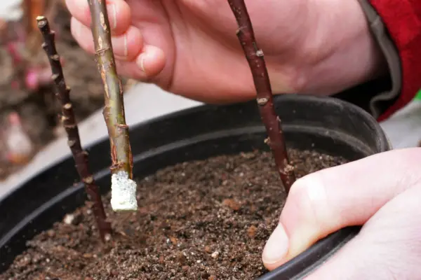 Inserting cuttings into compost
