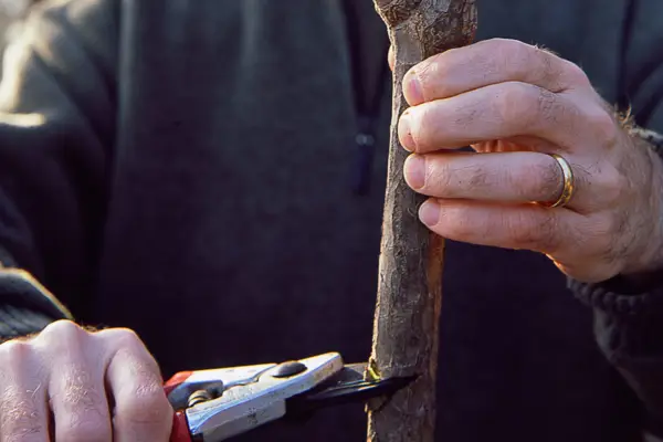 Cutting the dracaena stem into sections