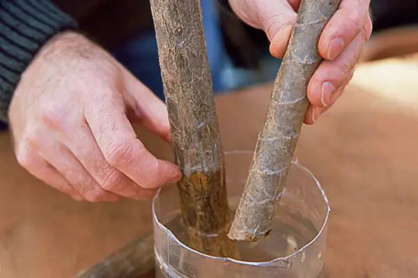 Placing the dracaena stem into water