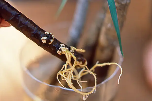 Dracaena stem roots