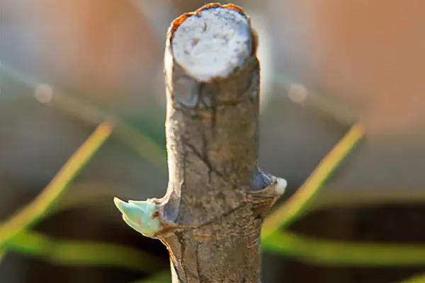 Swellings emerging from the bark