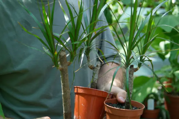 Potted up dracaena cuttings