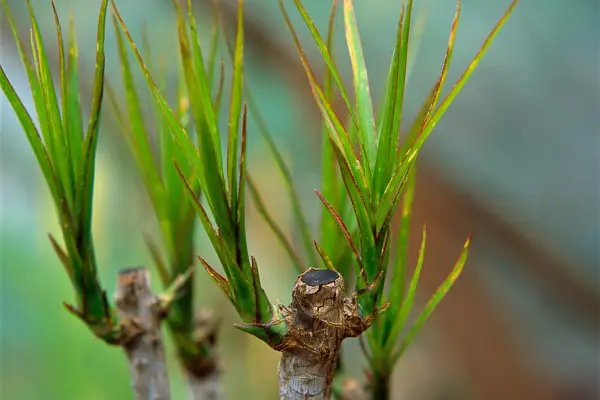 Growing houseplants – hHow to take stem cuttings from dracaena