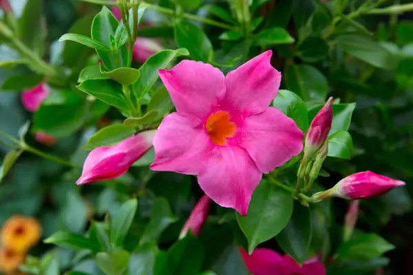 Mandevilla 